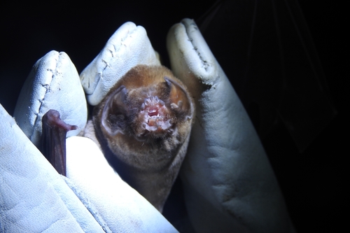 Peters's Ghost-faced Bat (Mormoops megalophylla)