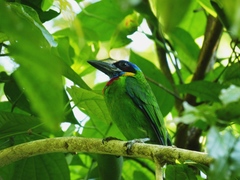 Psilopogon rafflesii