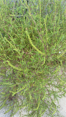 Ambrosia artemisiifolia
