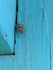 Phidippus otiosus