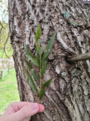 Salix alba alba