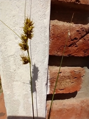 Carex bonariensis