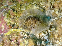 Dendrodoris grandiflora