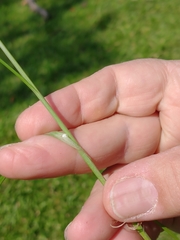 Carex bonariensis