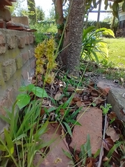 Carex bonariensis