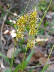 Carex bonariensis