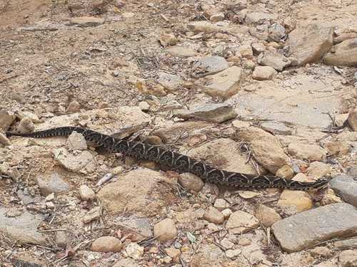 Photo of a Fonseca's Lancehead (Bothrops fonsecai)