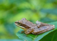 Polypedates maculatus