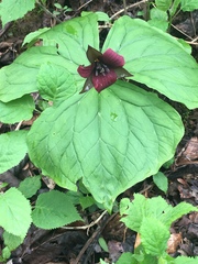 Trillium sulcatum