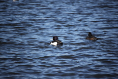 Aythya fuligula