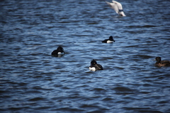 Aythya fuligula