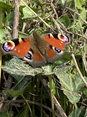 Aglais io