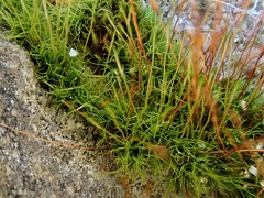 Distichium capillaceum