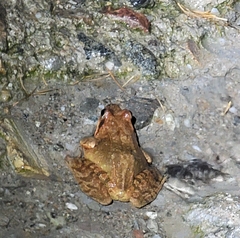 Rana dybowskii