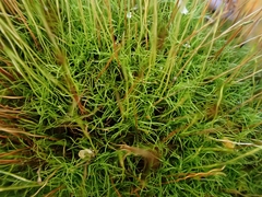 Distichium capillaceum