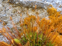 Distichium capillaceum