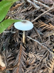 Leucocoprinus brebissonii