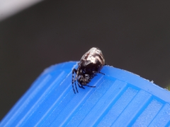 Cyclosa argenteoalba