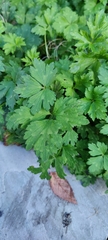 Ranunculus repens