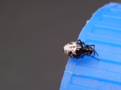 Cyclosa argenteoalba