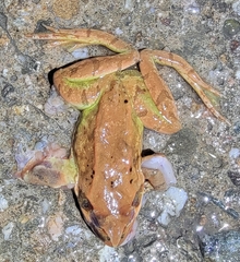 Rana dybowskii