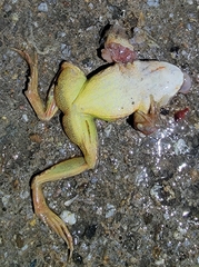 Rana dybowskii