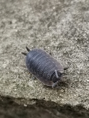 Porcellio scaber