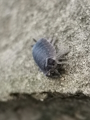 Porcellio scaber