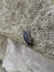 Porcellio scaber