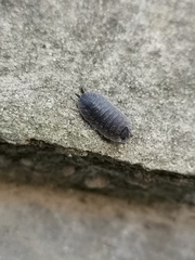 Porcellio scaber