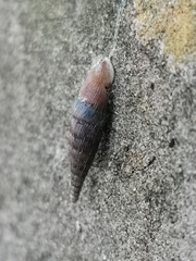 Alinda biplicata