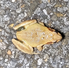 Rana dybowskii
