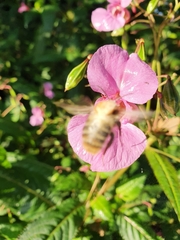 Bombus pascuorum