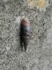 Alinda biplicata
