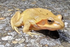 Rana dybowskii