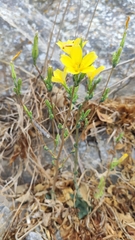 Lactuca acanthifolia