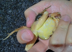 Rana dybowskii