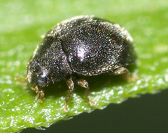 Stethorus punctum