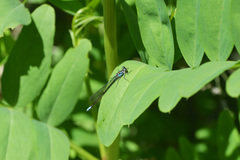 Cyanallagma bonariense