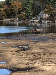 Lophodytes cucullatus