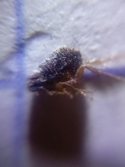 Pulicidae