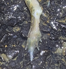 Rana dybowskii