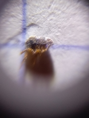 Pulicidae