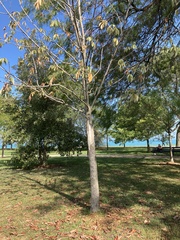 Magnoliopsida