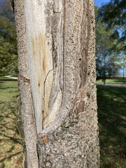Magnoliopsida