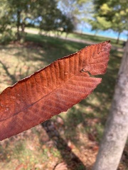 Magnoliopsida