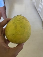 Citrus × pyriformis