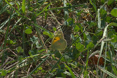 Colias croceus