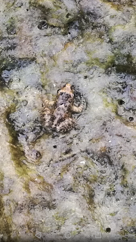 Sardinia painted frog, Discoglossus sardus