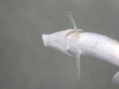 Catostomus macrocheilus